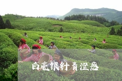 白毫银针青涩感/2023112496360