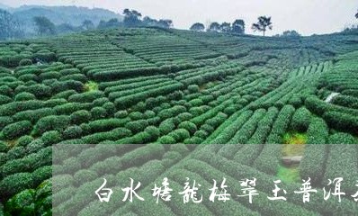 白水塘龙梅翠玉普洱茶/2023120620683