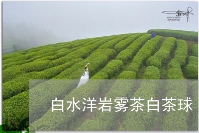 白水洋岩雾茶白茶球/2023072142703