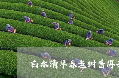 白水清早春老树普洱茶/2023062583958