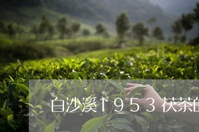 白沙溪1953茯茶的功效/2023051177172