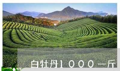 白牡丹1000一斤/2023120543914