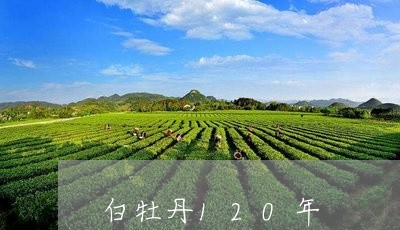 白牡丹120年/2023112375068