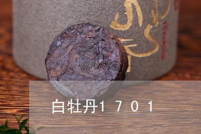 白牡丹1701/2023112311815