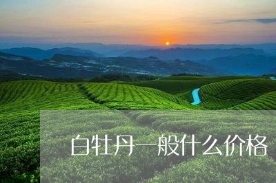 白牡丹一般什么价格/2023120526140