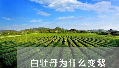 白牡丹为什么变紫/2023090687281