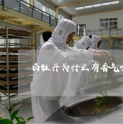 白牡丹为什么有香气味儿/2023092238580