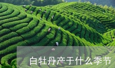 白牡丹产于什么季节/2023120564826