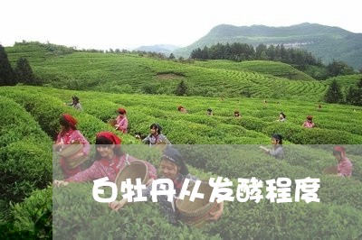 白牡丹从发酵程度/2023090693826