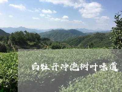 白牡丹冲泡树叶味道/2023091449581