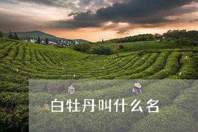 白牡丹叫什么名/2023112396581