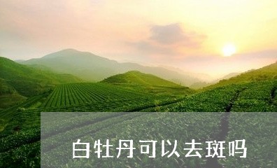 白牡丹可以去斑吗/2023090627282