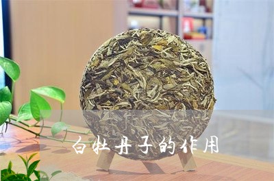 白牡丹子的作用/2023112340726