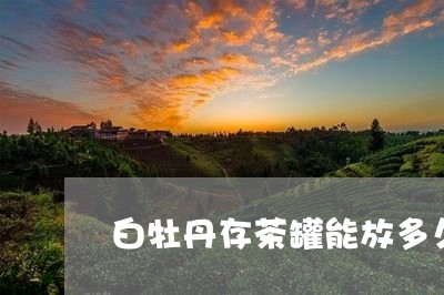 白牡丹存茶罐能放多久/2023120902937