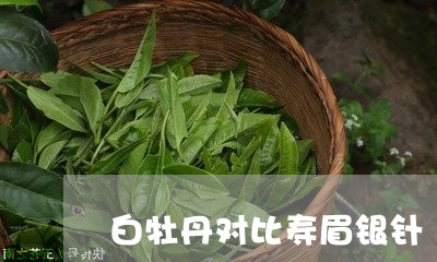 白牡丹对比寿眉银针/2023120501614