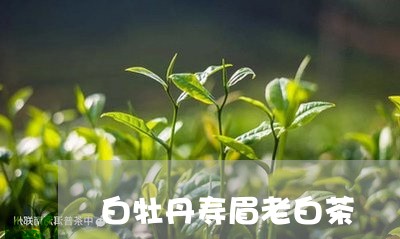 白牡丹寿眉老白茶/2023090597068