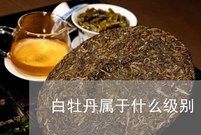 白牡丹属于什么级别/2023120503916