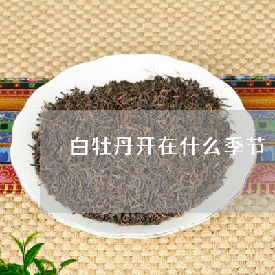 白牡丹开在什么季节/2023091443914