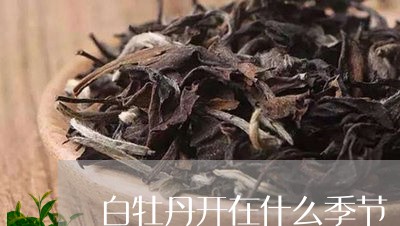 白牡丹开在什么季节/2023120520393