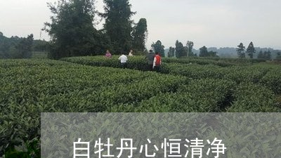 白牡丹心恒清净/2023112342626