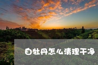 白牡丹怎么清理干净/2023120616137