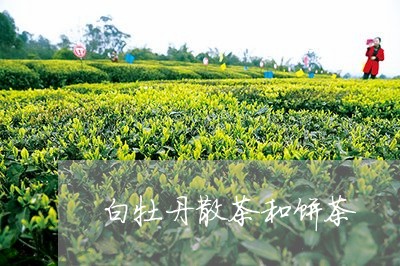 白牡丹散茶和饼茶/2023090656139