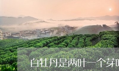 白牡丹是两叶一个芽吗/2023120935131