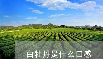 白牡丹是什么口感/2023090620391