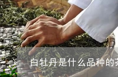 白牡丹是什么品种的茶类/2023092286030