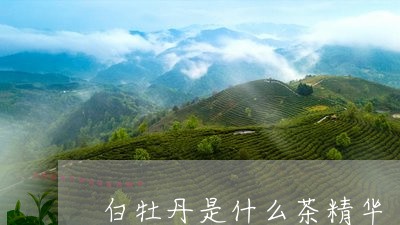 白牡丹是什么茶精华/2023091408359