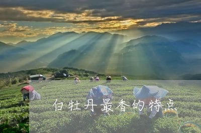 白牡丹最香的特点/2023090540614