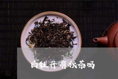 白牡丹有秋茶吗/2023060305920