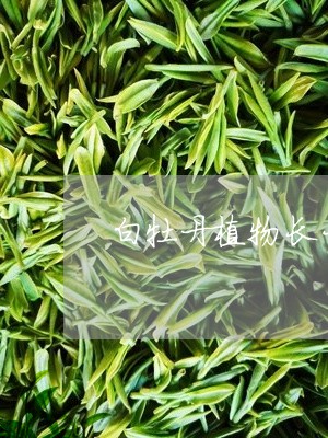 白牡丹植物长大什么样/2023120916050