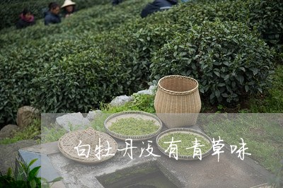 白牡丹没有青草味/2023090692827