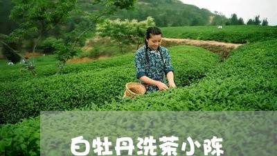 白牡丹洗茶小陈/2023120543794