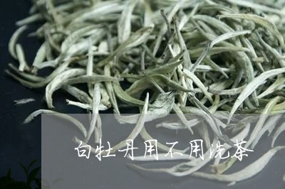 白牡丹用不用洗茶/2023090668351