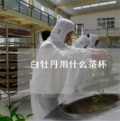 白牡丹用什么茶杯/2023090642582