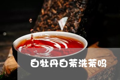 白牡丹白茶洗茶吗/2023090549615