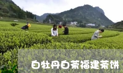 白牡丹白茶福建茶饼/2023120554169