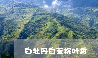 白牡丹白茶粽叶香/2023090680840