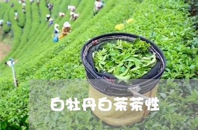 白牡丹白茶茶性/2023060334817