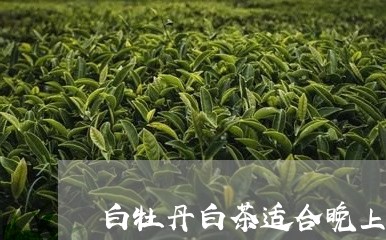 白牡丹白茶适合晚上喝吗/2023092343047