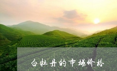 白牡丹的市场价格/2023090669695