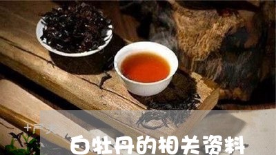 白牡丹的相关资料/2023090631736