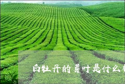 白牡丹的芽叶是什么样的/2023092389806