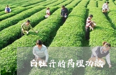 白牡丹的药理功效/2023090619270