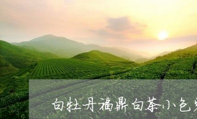 白牡丹福鼎白茶小包装/2023120691613