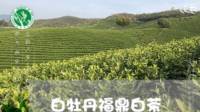 白牡丹福鼎白茶鉼/2023112572837