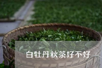 白牡丹秋茶好不好/2023090647149