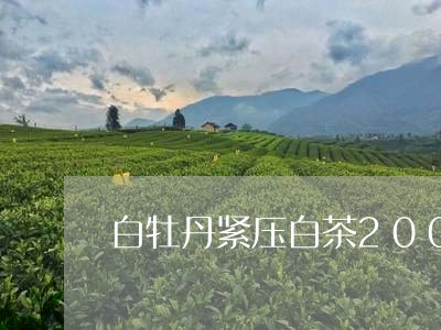 白牡丹紧压白茶200g/2023092341704